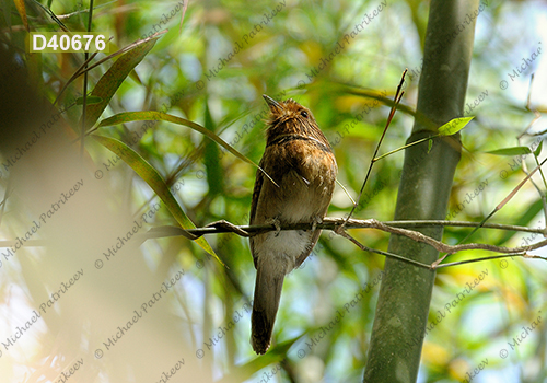 Crescent-chested Puffbird (Malacoptila striata)